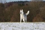 SIBERIAN HUSKY 441